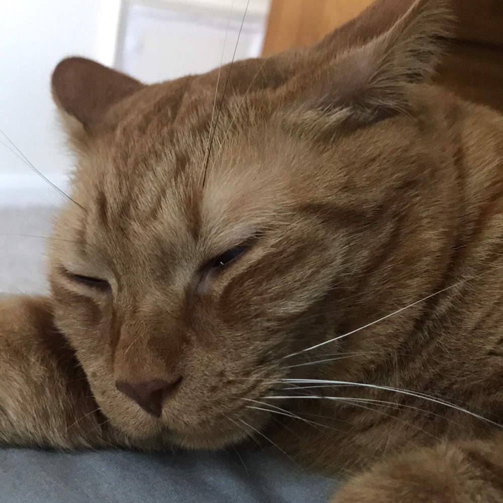 Meet your Posher, Julie